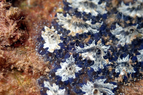 Star Tunicate, photo 7 of 7