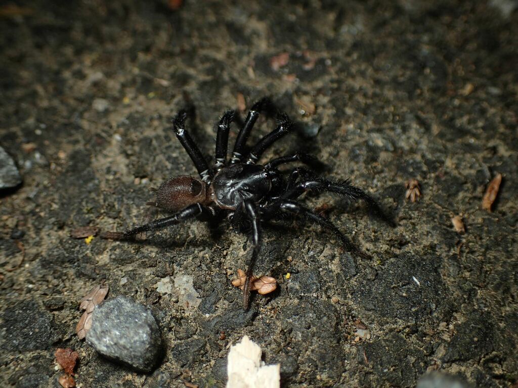 Antrodiaetus roretzi