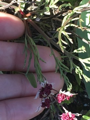 Lomatium hooveri