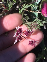 Lomatium hooveri