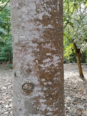 Aspidosperma desmanthum