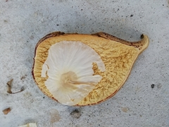 Aspidosperma desmanthum