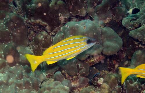 Bluestripe snapper