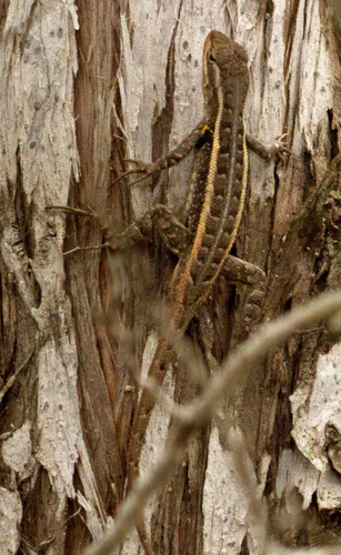 Sceloporus variabilis