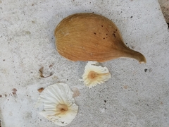 Aspidosperma desmanthum