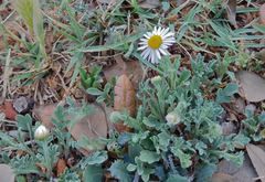 Aphanostephus ramosissimus