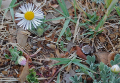 Aphanostephus ramosissimus