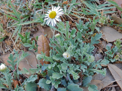 Aphanostephus ramosissimus