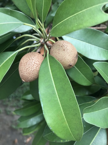 Manilkara zapota - Whole tree