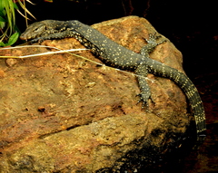 Varanus salvator salvator