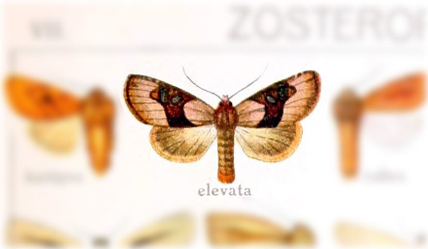 Zosteropoda elevata