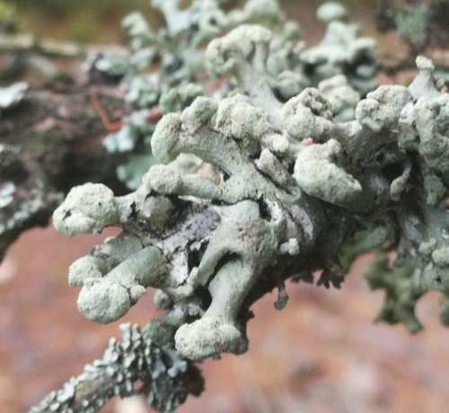 diskovka rúrkovitá (Hypogymnia tubulosa)