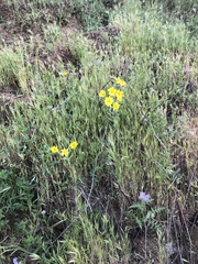 Monolopia lanceolata