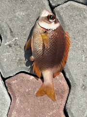 Whitecheek Monocle Bream photo 5