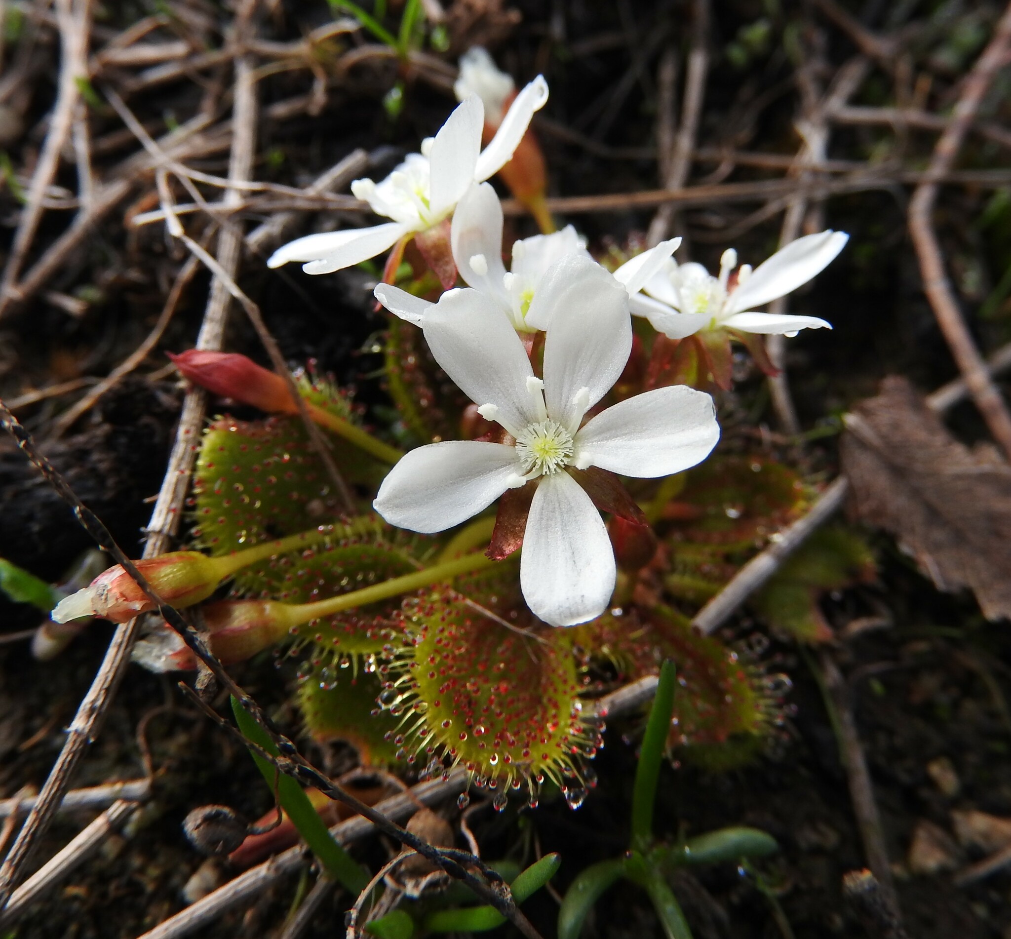 Drosera bulbosa Hook.
