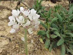 Dimorphocarpa wislizeni