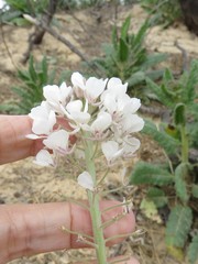 Dimorphocarpa wislizeni