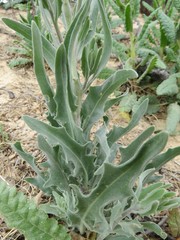 Dimorphocarpa wislizeni