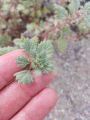 Forsskaolea tenacissima