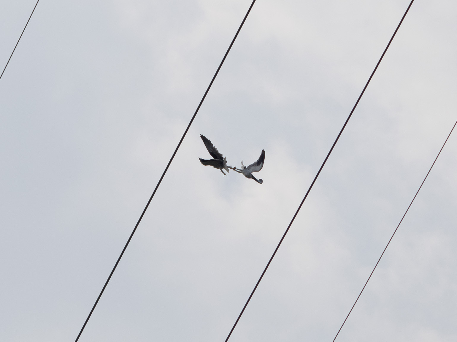 Black-winged Kite