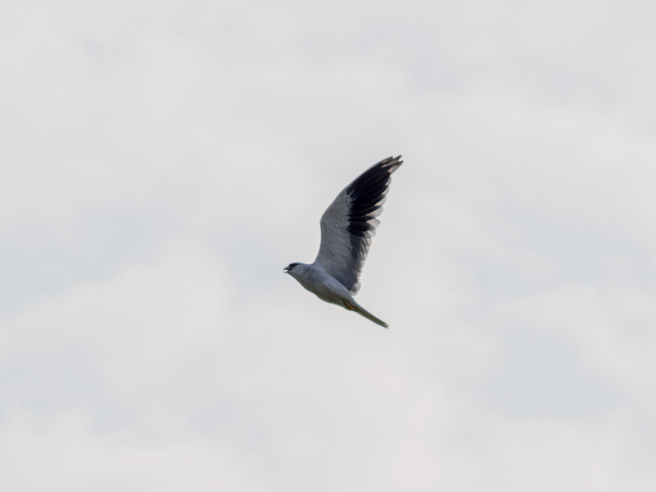 Black-winged Kite
