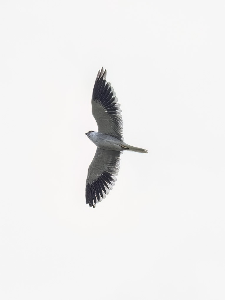 Black-winged Kite