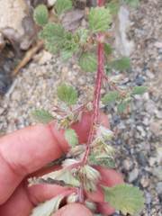 Forsskaolea tenacissima