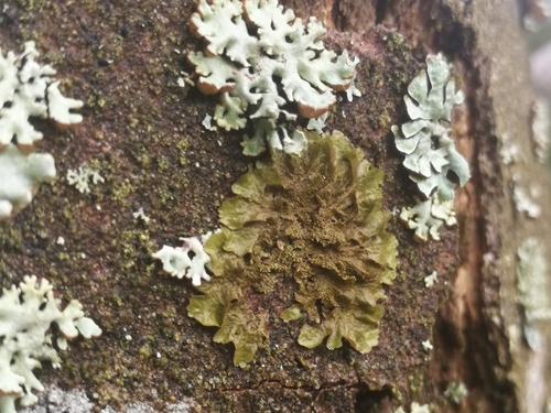 diskovka kyjačikovitá (Melanohalea exasperatula)