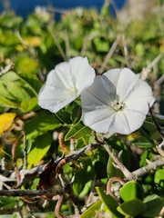 Fernandes' bindweed (Convolvulus fernandesii)