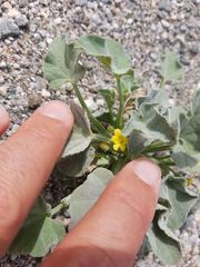 Cucumis prophetarum
