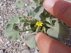 Cucumis prophetarum