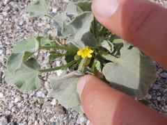 Cucumis prophetarum