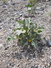 Cucumis prophetarum