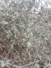 Plocama aucheri