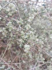 Plocama aucheri