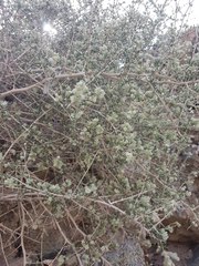 Plocama aucheri