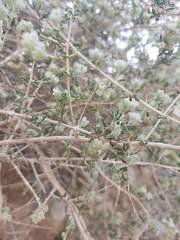 Plocama aucheri