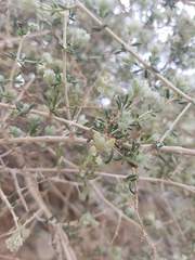 Plocama aucheri