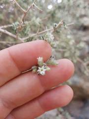 Plocama aucheri
