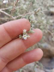 Plocama aucheri