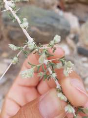 Plocama aucheri