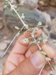 Plocama aucheri