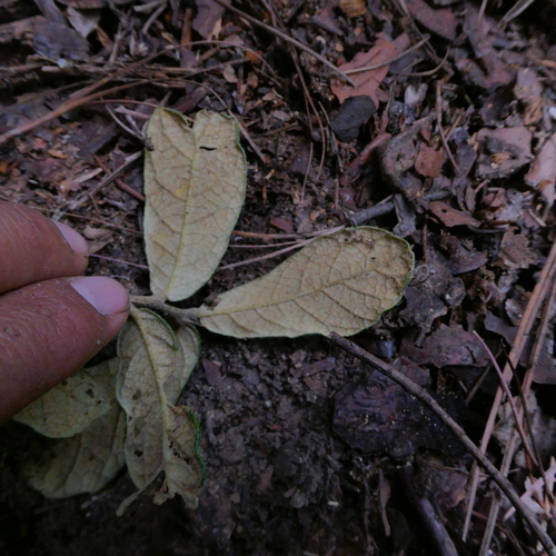 Quercus repanda