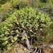 Euphorbia pedroi - Photo 由 Vicente Miguel 所上傳的 (c) Vicente Miguel，保留部份權利CC BY