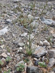 Asphodelus tenuifolius