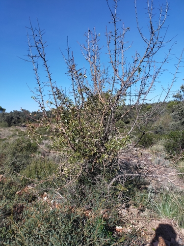 Pyrus bourgaeana (Pyrus bourgaeana)