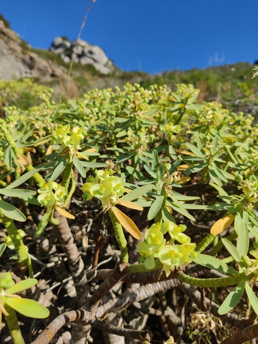 Euphorbia pedroi, photograph 2
