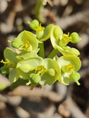 Euphorbia pedroi, photograph (c) Vicente Lopes, some rights reserved (CC BY)