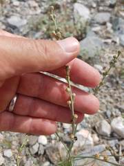 Asphodelus tenuifolius