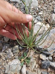 Asphodelus tenuifolius